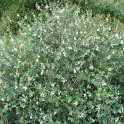 Lonicera thibetica P1B P6